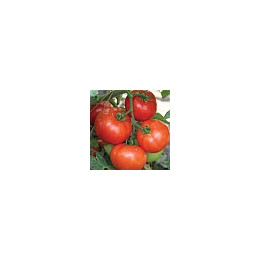 Семко 99 F1