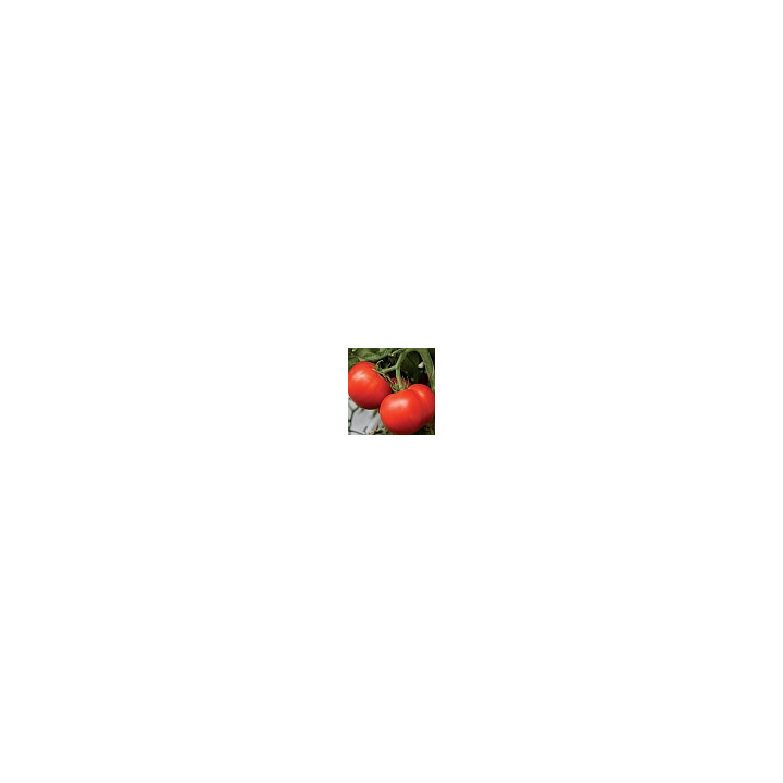 Исфара F1
