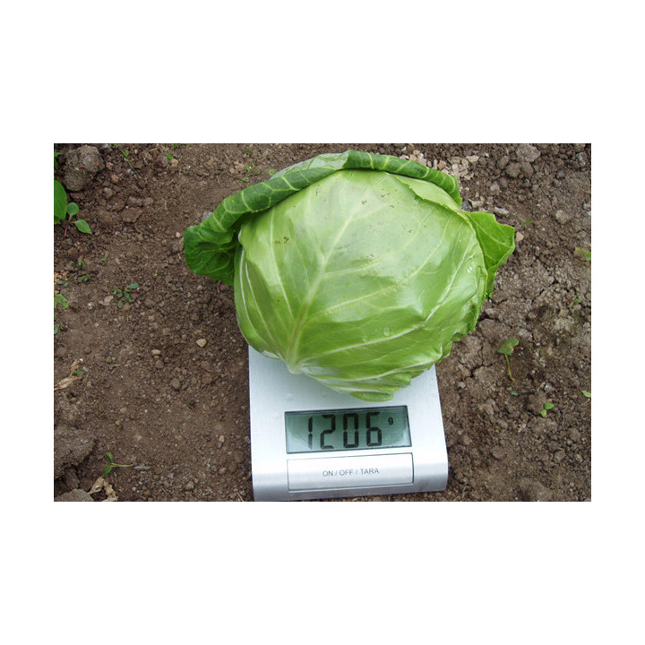 ЛЕГАТ F1