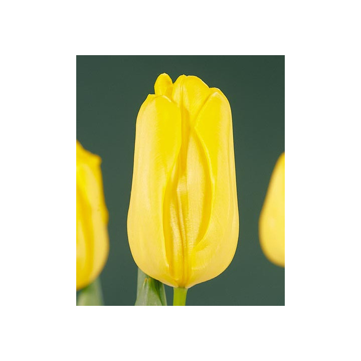 Agrass Gold / Аграсс Голд