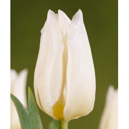 Agrass White / Аграсс Вайт