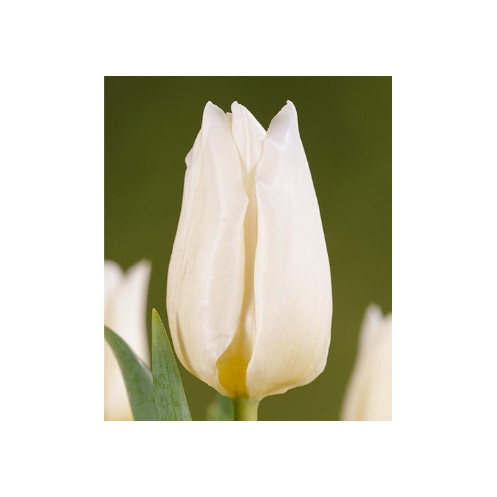 Agrass White / Аграсс Вайт