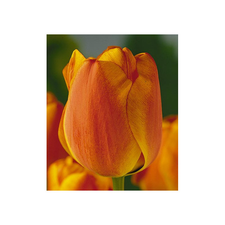 Apeldoorn's Elite / Аплдорн'с Элит