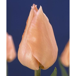 Apricot Beauty / Априкот Бюти