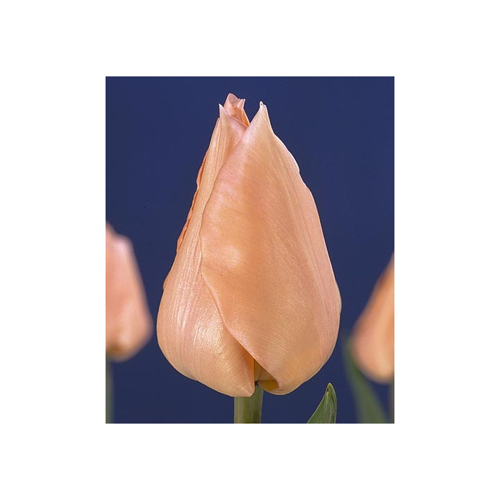 Apricot Beauty / Априкот Бюти