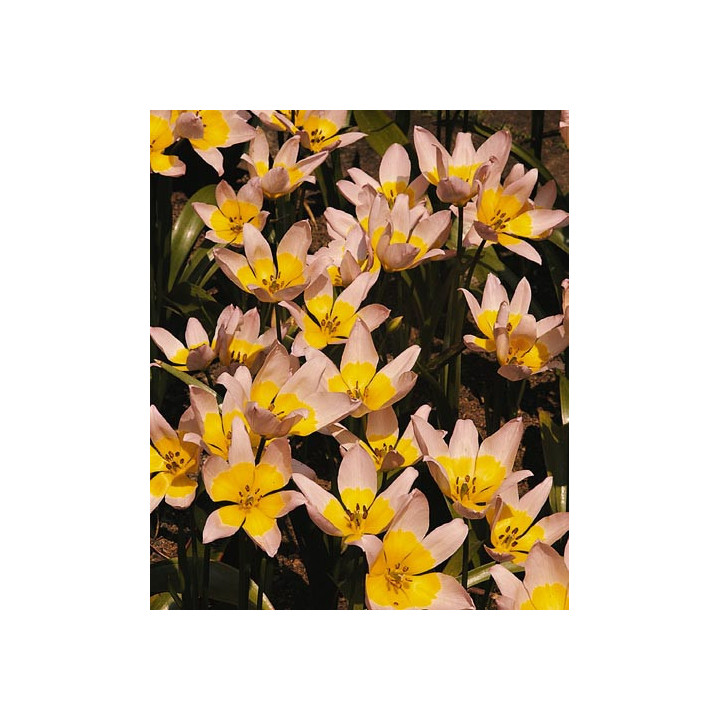 Bakeri 'Lilac Wonder' / Бакэри "Лилас Вондер"