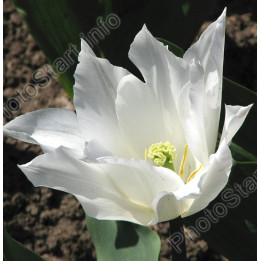 Ballade White / Баллада Вайт