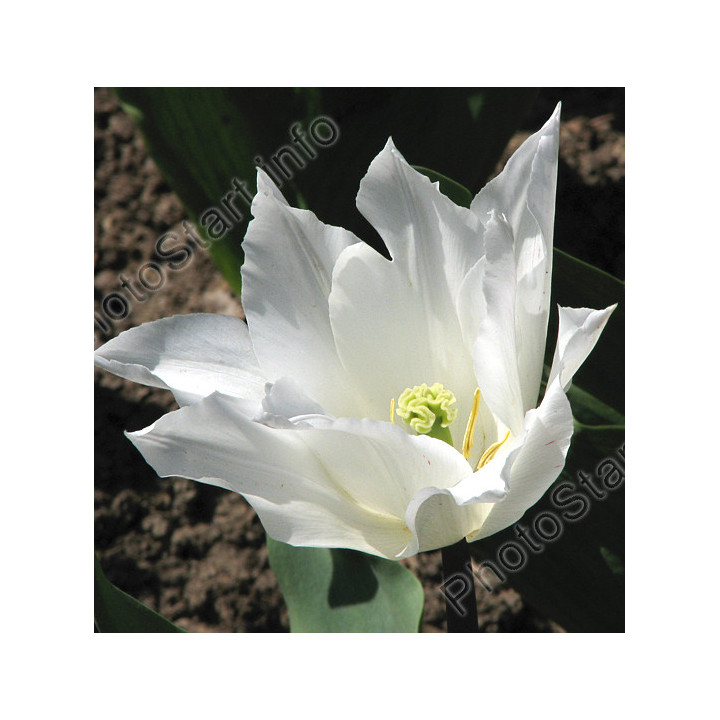 Ballade White / Баллада Вайт