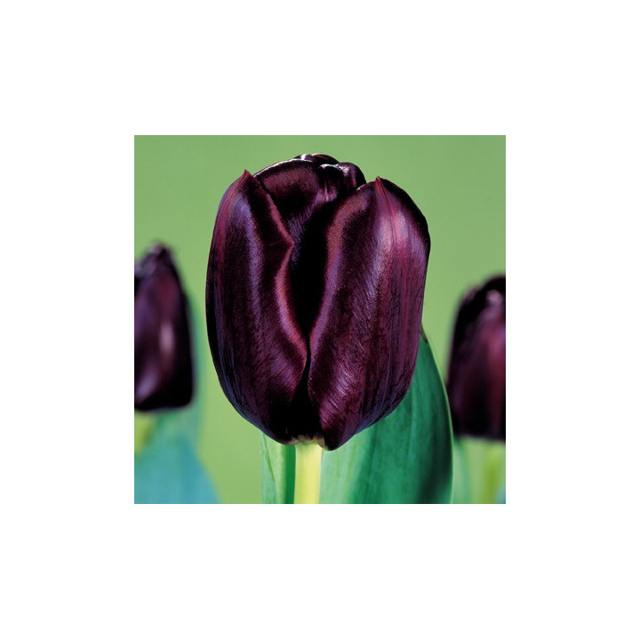 Black Jack / Блэк Джек