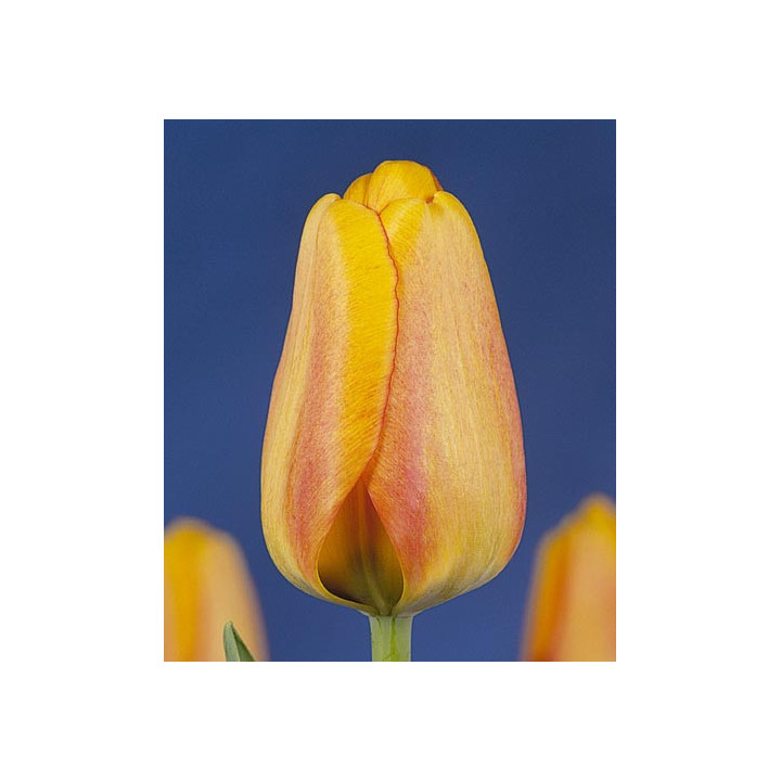 Blushing Apeldoorn / Блушинг Апэлдоорн