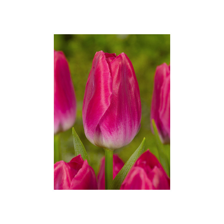 Bolroyal Pink / Болроял Пинк