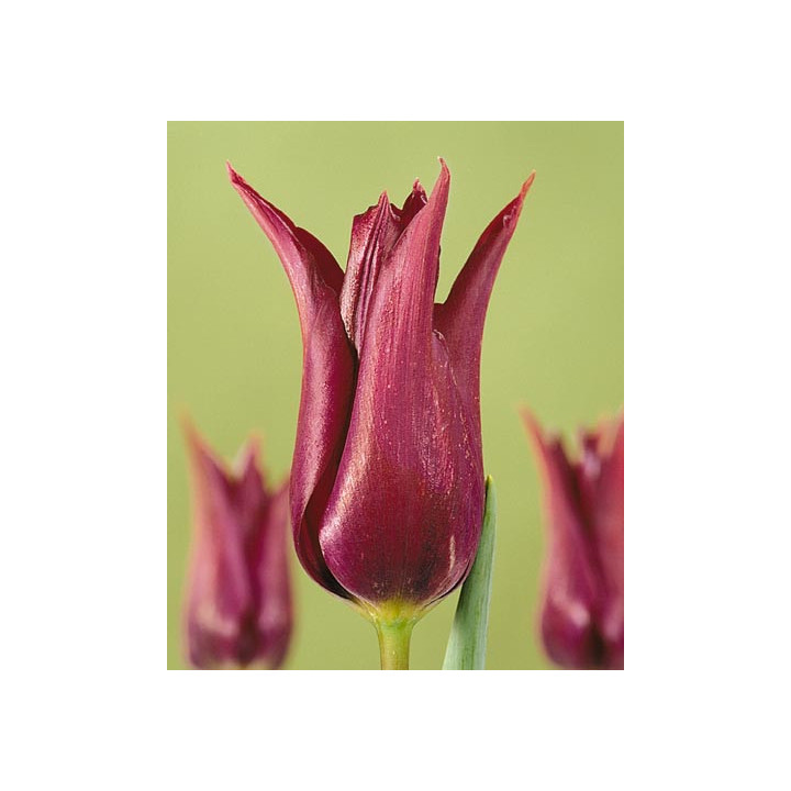 Burgundy / Бургундь