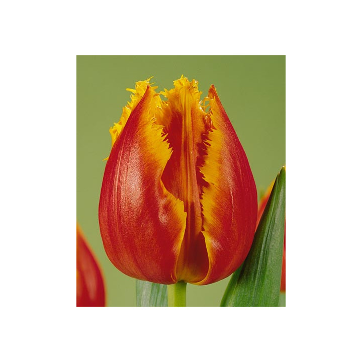 Canary / Канари