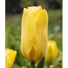 Candela / Кандэла