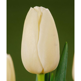 Catherina / Катерина