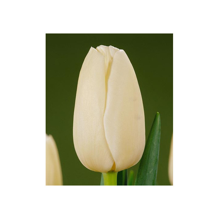 Catherina / Катерина