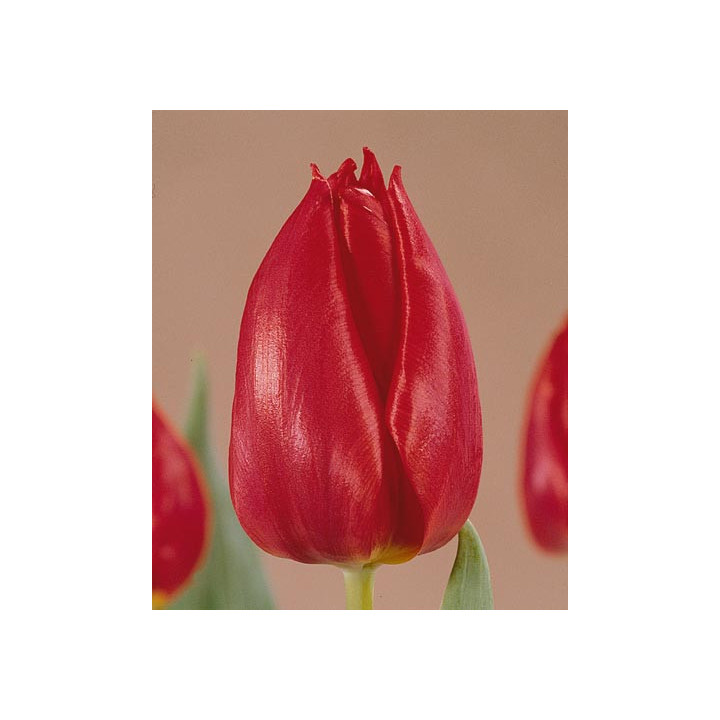 Cheirosa / Чэироса