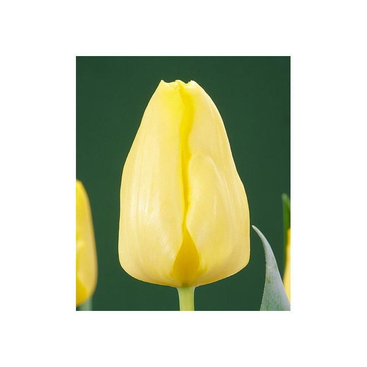 Cherida / Чэрида