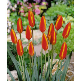 Clusiana var. chrysantha 'Tubergen's Gem' / Клузиана вар. кризанта "Тубэргэн'с Гэм"