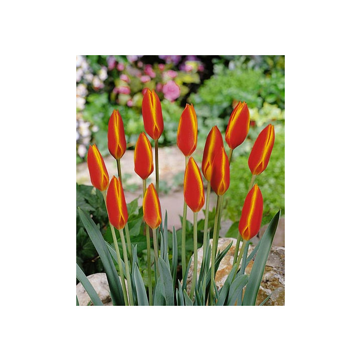 Clusiana var. chrysantha 'Tubergen's Gem' / Клузиана вар. кризанта "Тубэргэн'с Гэм"