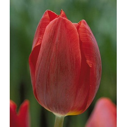 Couleur Cardinal / Коулэр Кардинал