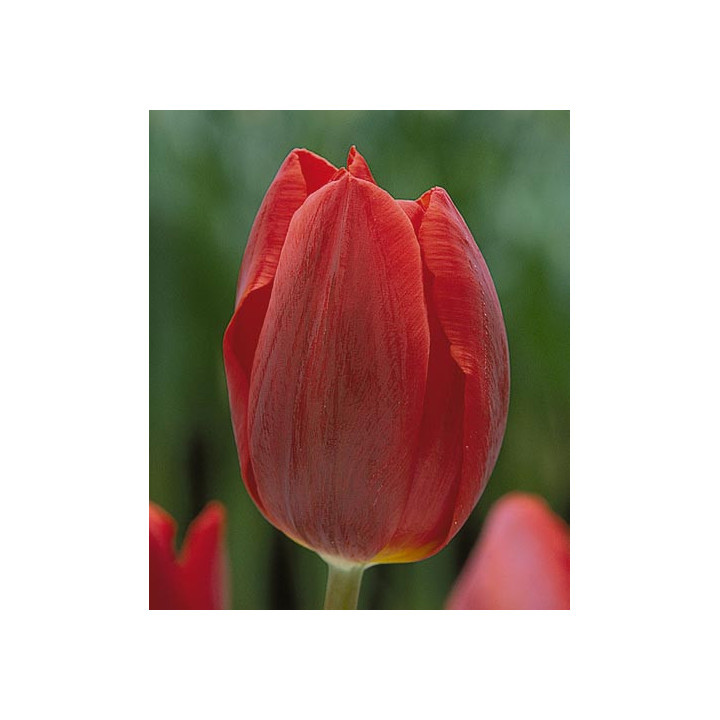 Couleur Cardinal / Коулэр Кардинал
