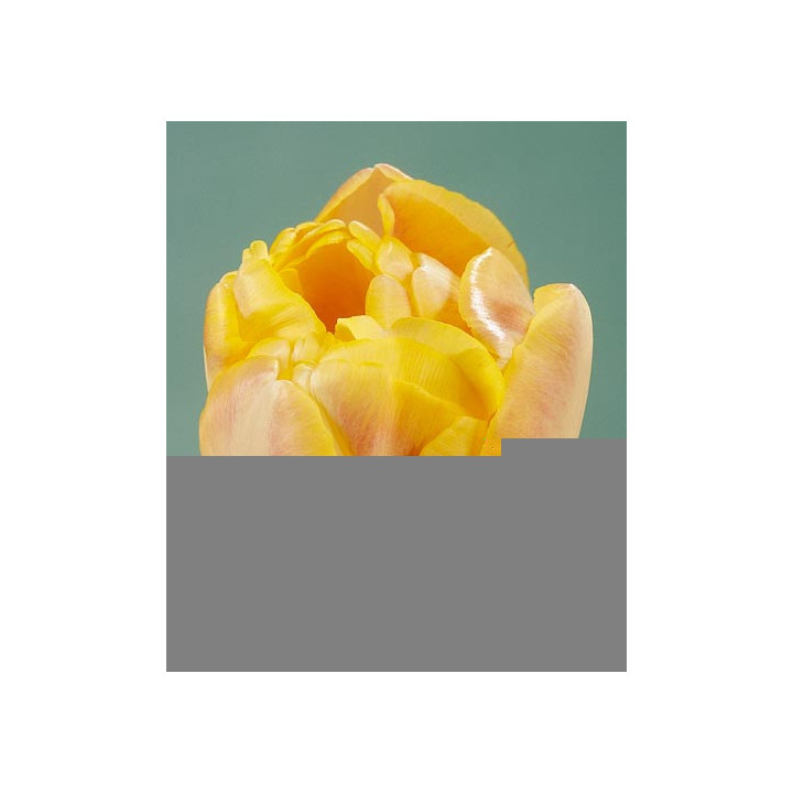 Creme Upstar / Креам Апстар