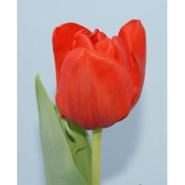 Darwi Orange / Дарви Оранж