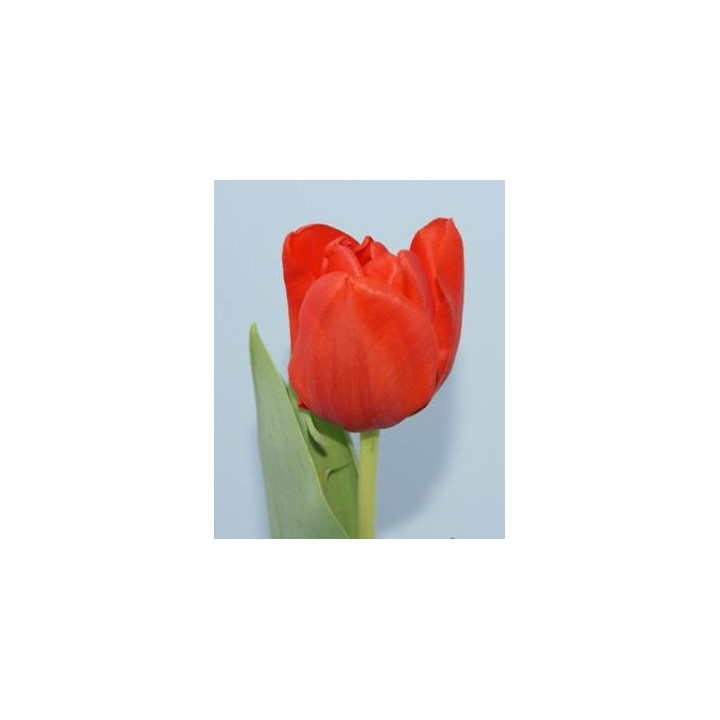 Darwi Orange / Дарви Оранж