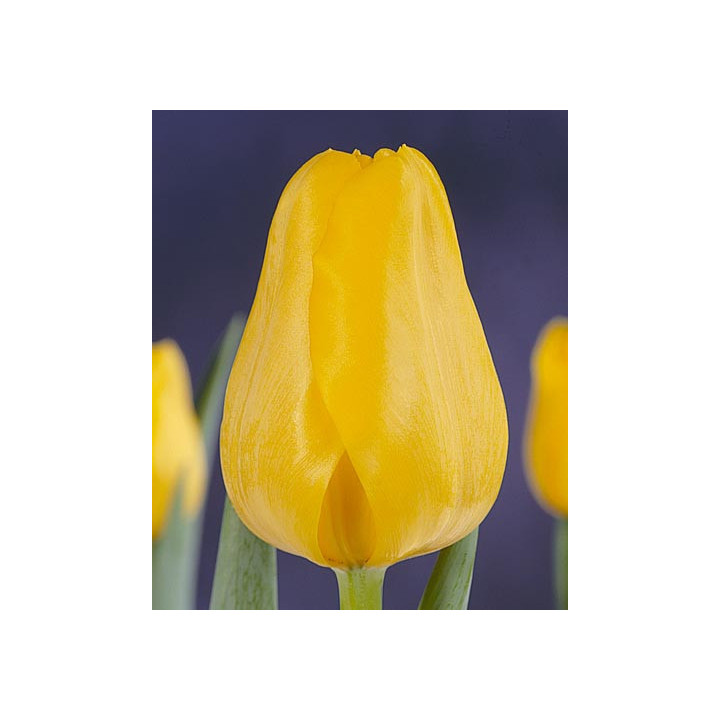 Early Yellow / Эрли Елов