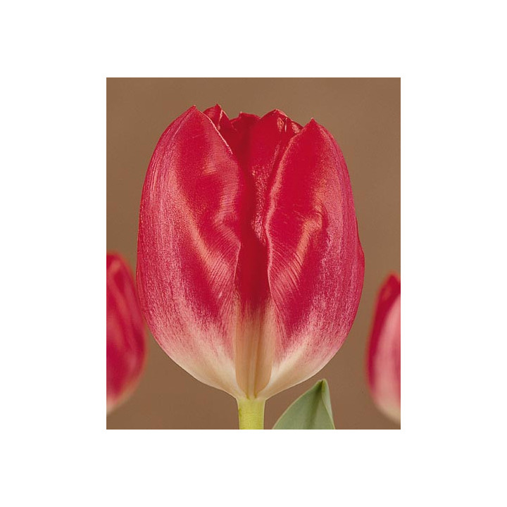 Eastern Pearl / Эстерн Пэарл