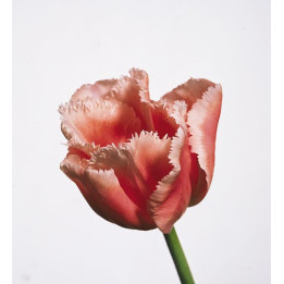 Fine Art / Финэ Арт