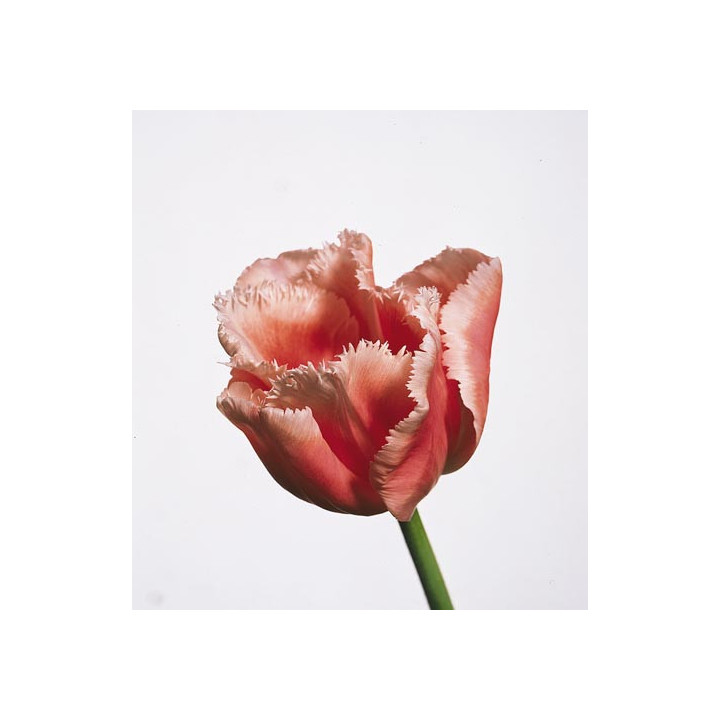 Fine Art / Финэ Арт