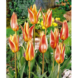Flaming Star / Фламинг Стар