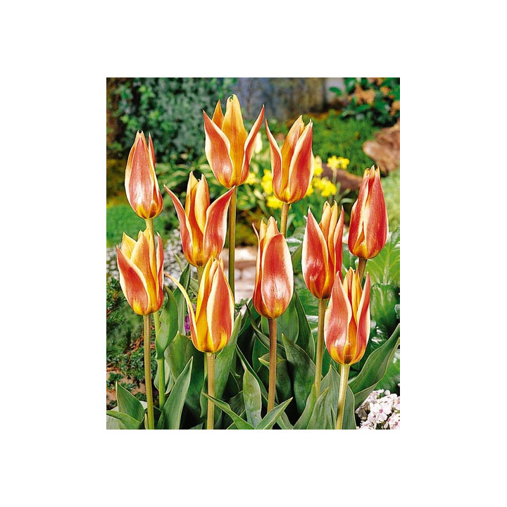 Flaming Star / Фламинг Стар