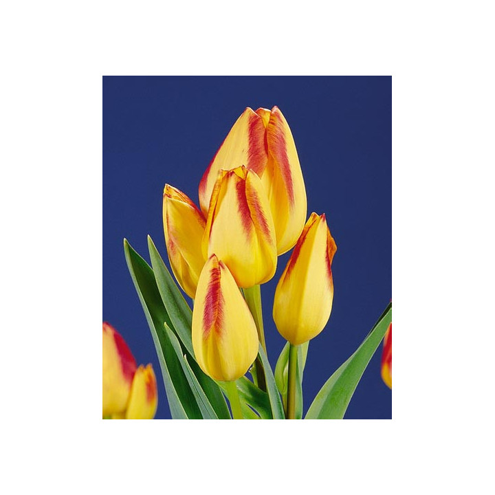 Florette / Флорэттэ
