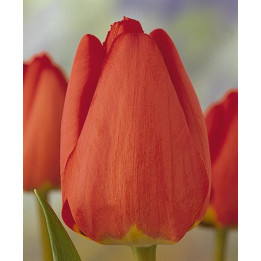 Fringed Apeldoorn / Фрингэд Апэлдоорн