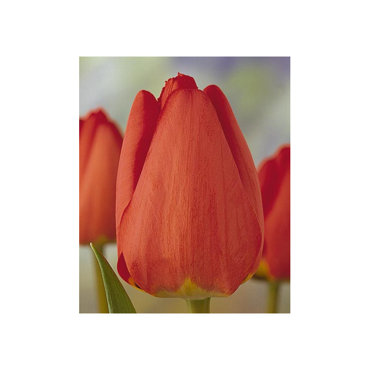 Fringed Apeldoorn / Фрингэд Апэлдоорн