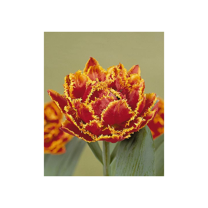 Fringed Beauty / Фрингэд Бюти