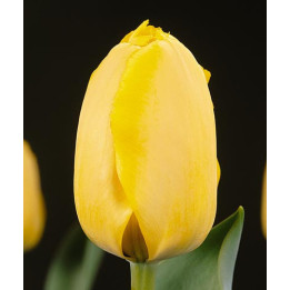 Fringed Golden Apeldoorn / Фрингэд Голдэн Апэлдоорн