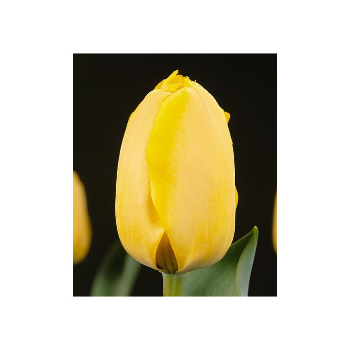 Fringed Golden Apeldoorn / Фрингэд Голдэн Апэлдоорн