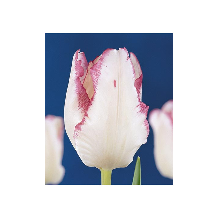 Garden Beauty / Гардэн Бюти