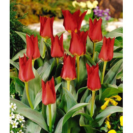 Garden Show / Гардэн Шов
