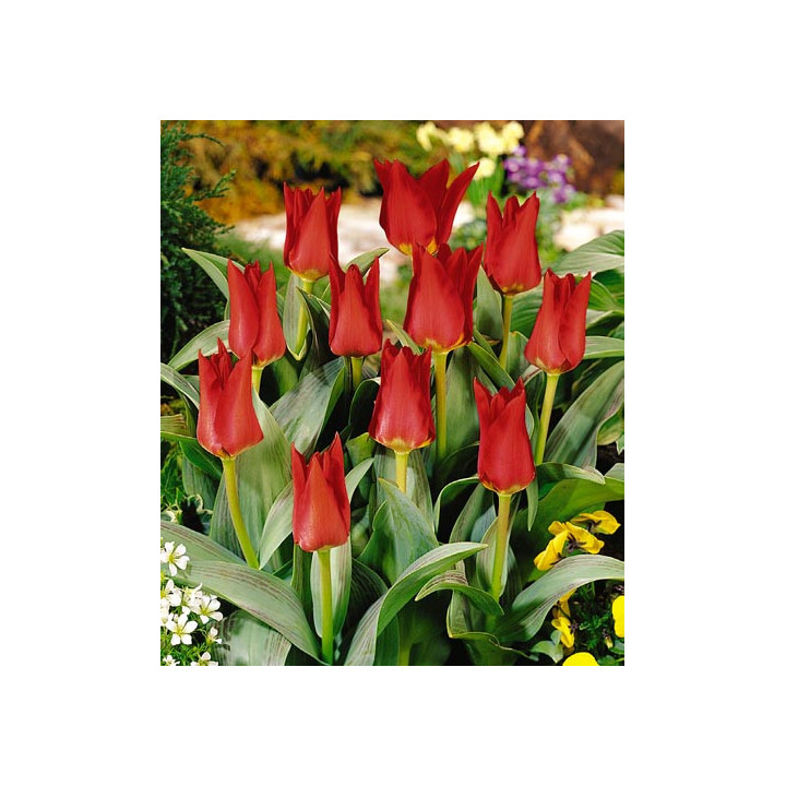 Garden Show / Гардэн Шов