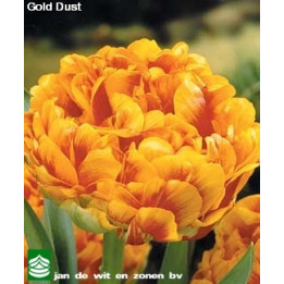 Gold Dust / Голд Дуст