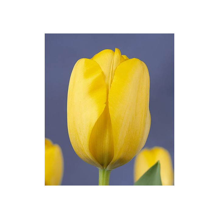 Golden Apeldoorn / Голдэн Апэлдоорн