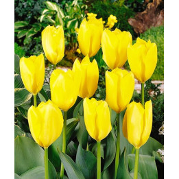 Golden Purissima / Голдэн Пуриссима