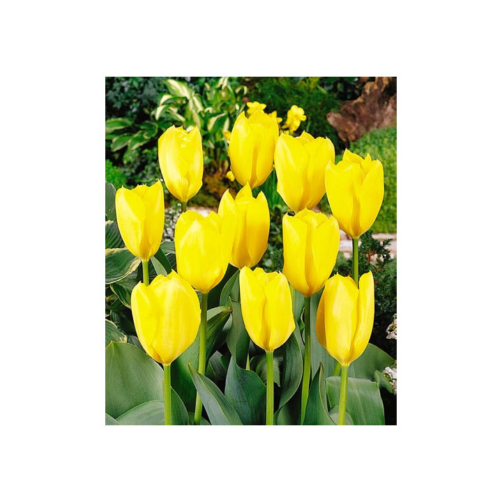 Golden Purissima / Голдэн Пуриссима