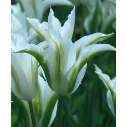 Green Star / Грээн Стар