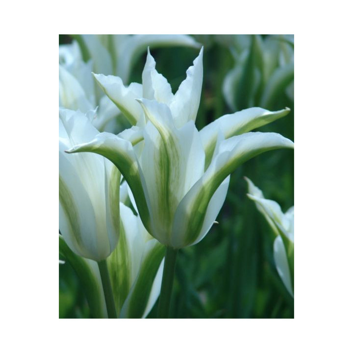 Green Star / Грээн Стар